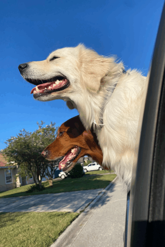 ohana-surf-shop-dogs-in-car-beach-trip_surf